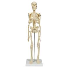 Skelett present - Micro skelett 45 cm