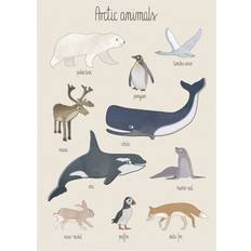 Sebra Tavlor & Posters Sebra Poster Arctic Animals 50x70cm