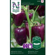 Nelson Garden Snackpaprika 'Snacking Purple'