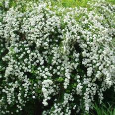 Bukettspirea 5-p barrotad 80-100cm