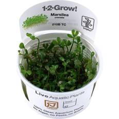 TROPICA Marsilea Crenata 1-2-Grow